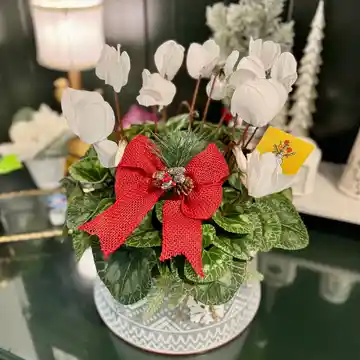 Festive Plants