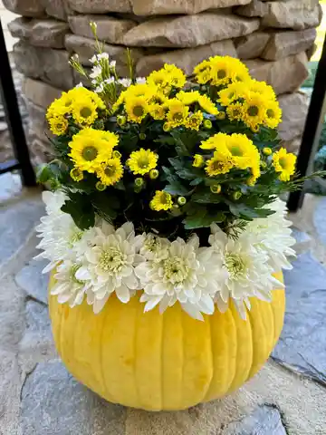 Pumpkin and Mums
